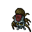 Cave Tarantula